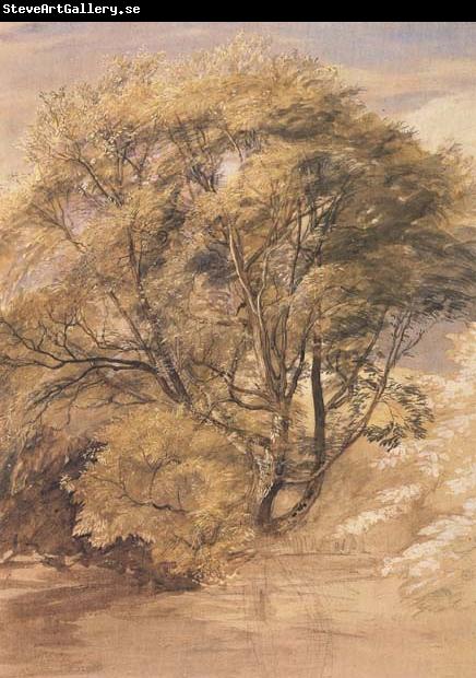 Samuel Palmer The Willow